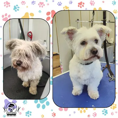 Psiepiękny Salon Pielęgnacji Psów